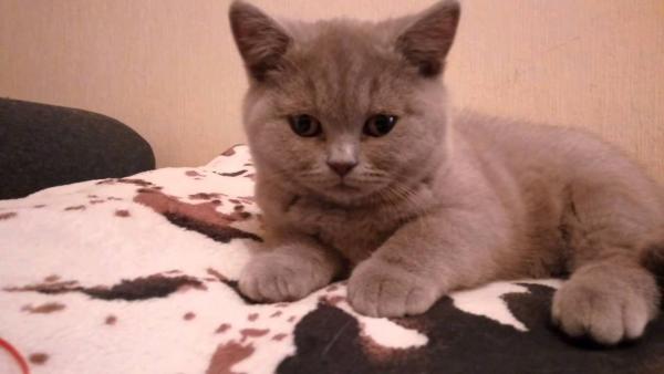 Foto e sviluppo di un gattino britannico in 1-12 mesi
