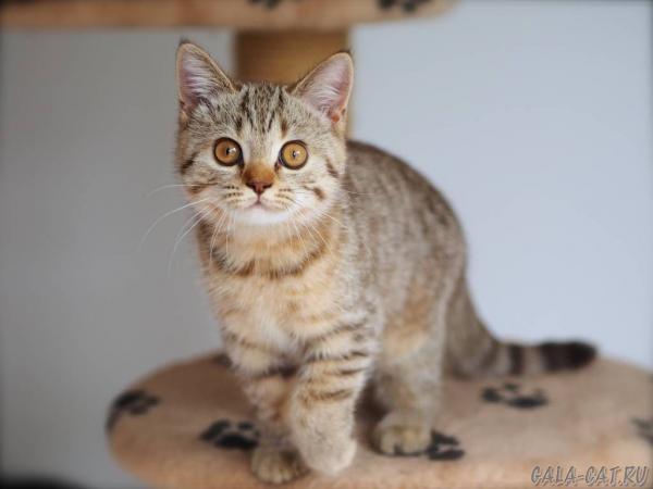 Foto e sviluppo di un gattino britannico in 1-12 mesi