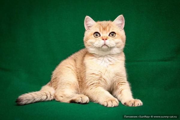 Foto e sviluppo di un gattino britannico in 1-12 mesi