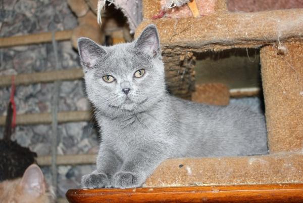 Foto e sviluppo di un gattino britannico in 1-12 mesi