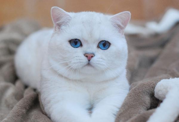Foto e sviluppo di un gattino britannico in 1-12 mesi
