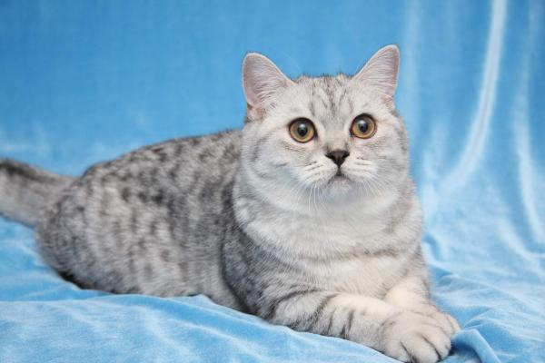 Foto e sviluppo di un gattino britannico in 1-12 mesi