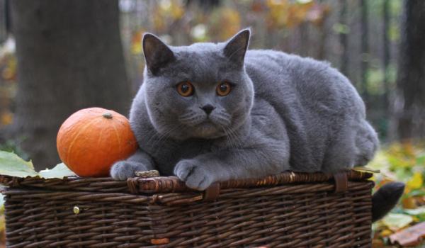 Foto e sviluppo di un gattino britannico in 1-12 mesi