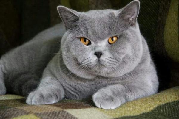 Foto e sviluppo di un gattino britannico in 1-12 mesi