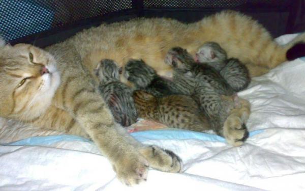 Foto e sviluppo di un gattino scozzese in 1 -12 mesi
