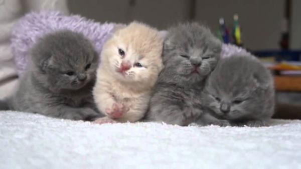 Foto e sviluppo di un gattino scozzese in 1 -12 mesi