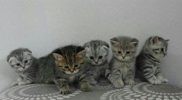 Foto e sviluppo di un gattino scozzese in 1 -12 mesi