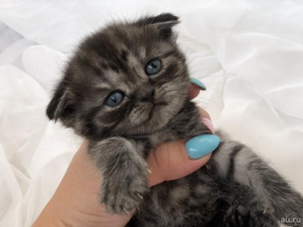 Foto e sviluppo di un gattino scozzese in 1 -12 mesi