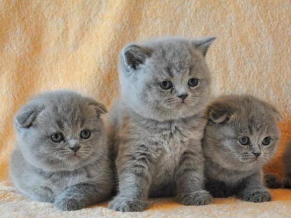 Foto e sviluppo di un gattino scozzese in 1 -12 mesi
