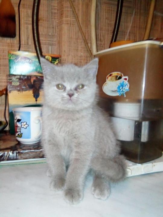 Foto e sviluppo di un gattino scozzese in 1 -12 mesi