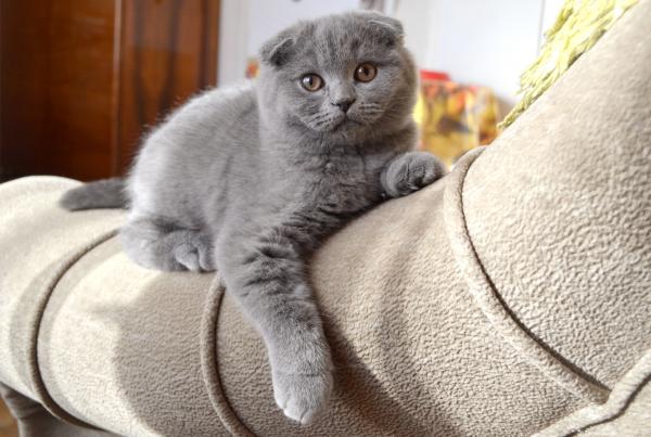 Foto e sviluppo di un gattino scozzese in 1 -12 mesi