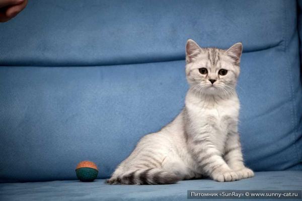 Foto e sviluppo di un gattino scozzese in 1 -12 mesi