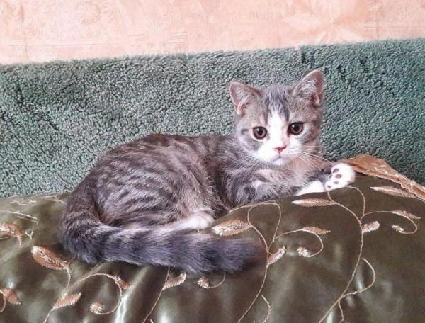 Foto e sviluppo di un gattino scozzese in 1 -12 mesi