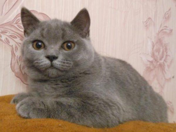 Foto e sviluppo di un gattino scozzese in 1 -12 mesi