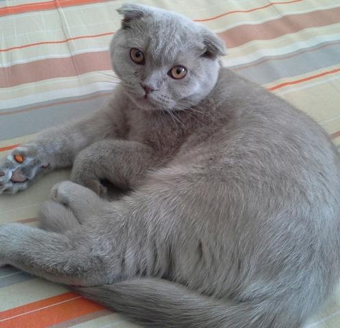 Foto e sviluppo di un gattino scozzese in 1 -12 mesi