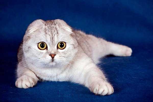Foto e sviluppo di un gattino scozzese in 1 -12 mesi