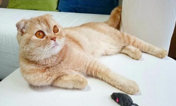 Foto e sviluppo di un gattino scozzese in 1 -12 mesi