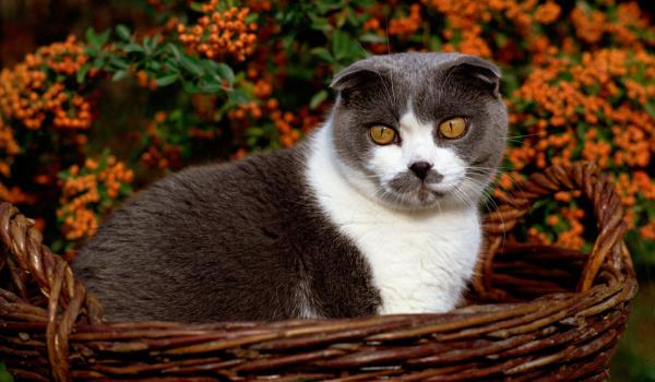 Foto e sviluppo di un gattino scozzese in 1 -12 mesi