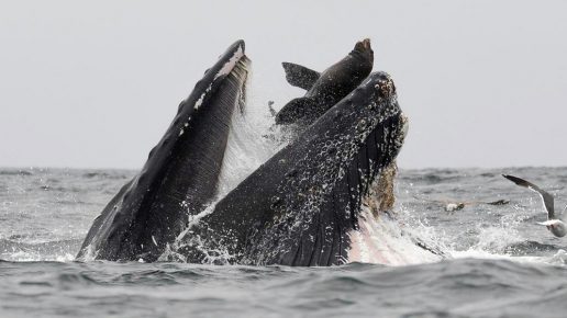 balena nella bocca di un leone marino