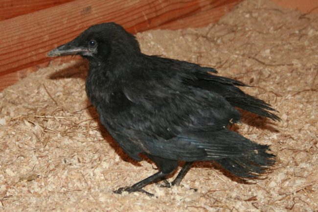 Rook