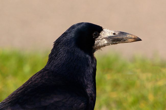 Rook