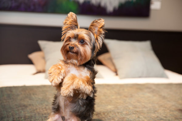 Il personaggio dello Yorkshire Terrier ha letto l'articolo
