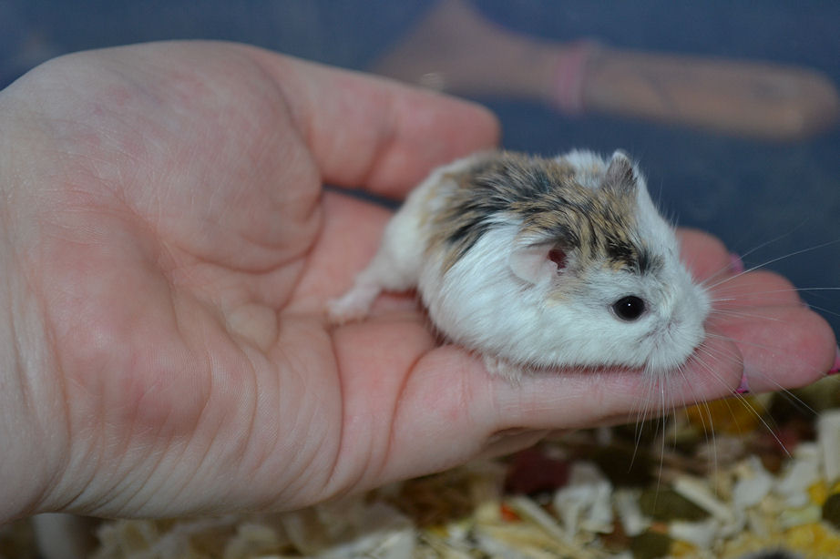 Criceto Roborovsky