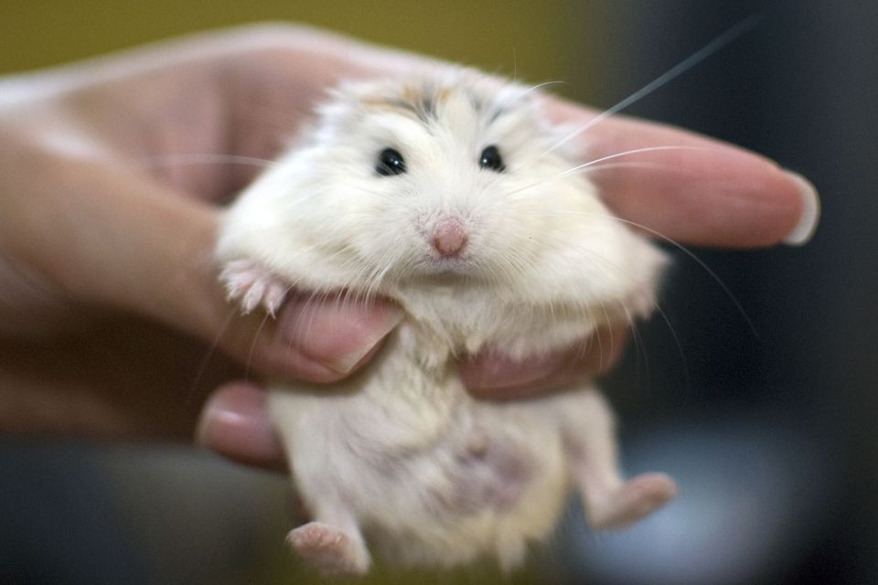 Criceto Roborovsky