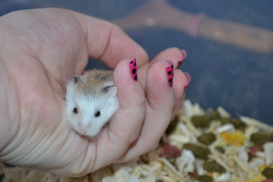 Criceto Roborovsky