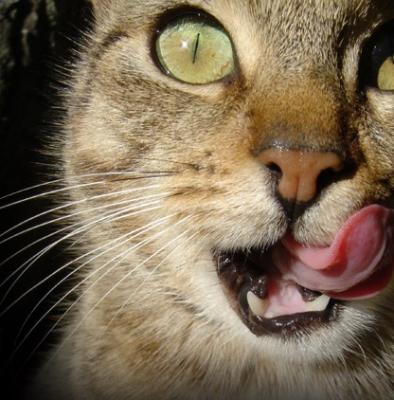 Fatti interessanti e divertenti sui gatti