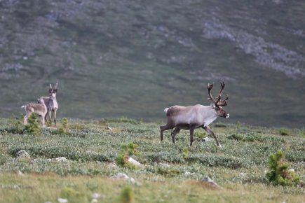 Renna nella tundra