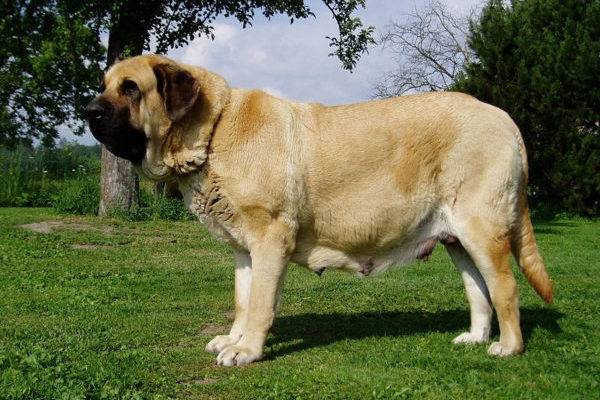 Mastino spagnolo
