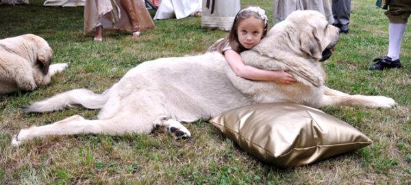 Mastino spagnolo con una ragazza