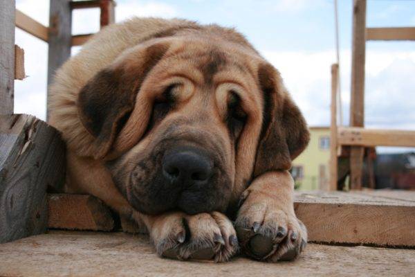 Triste mastino spagnolo