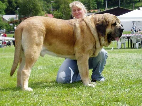 Cane mastino spagnolo