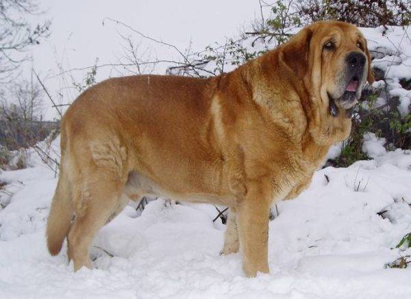 Mastino spagnolo nella neve