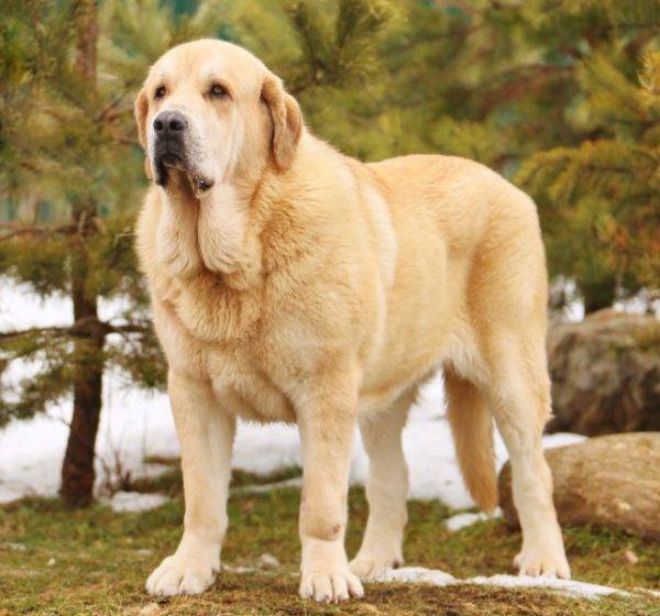 Mastino spagnolo giallo