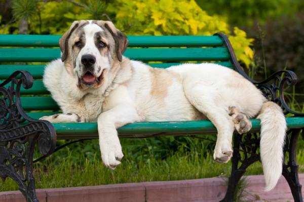 Il personaggio del mastino spagnolo