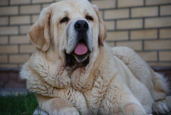 Prendersi cura del mastino spagnolo