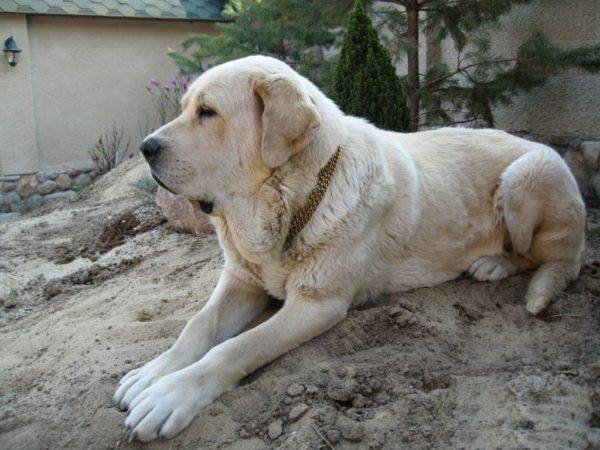 Mastino spagnolo sulla pietra