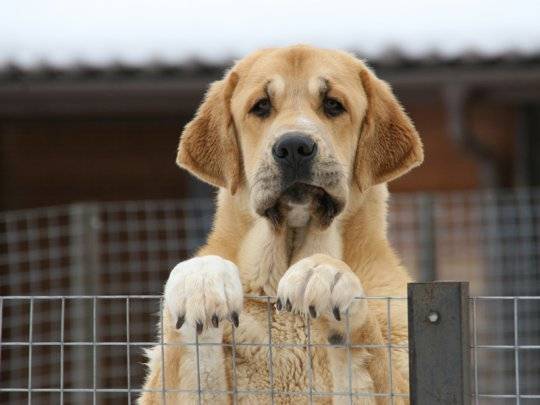 Ottima foto del mastino spagnolo