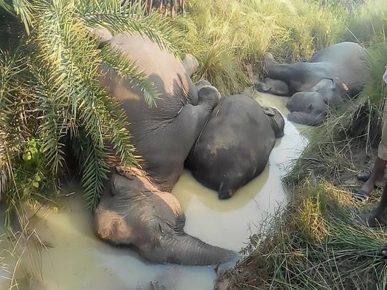 Sette elefanti sono morti nello stato indiano dell'Orissa