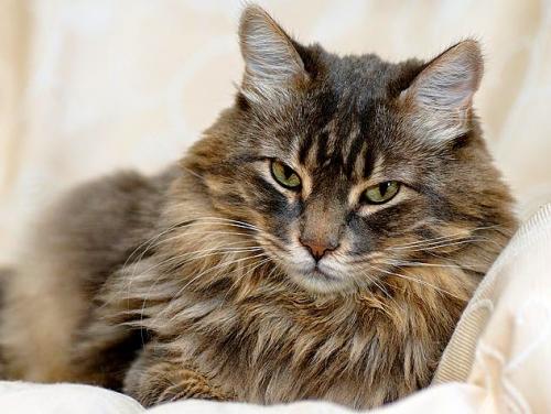 Come prendere una decisione per l'eutanasia di un gatto