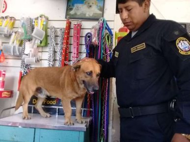 Cane poliziotto Chato