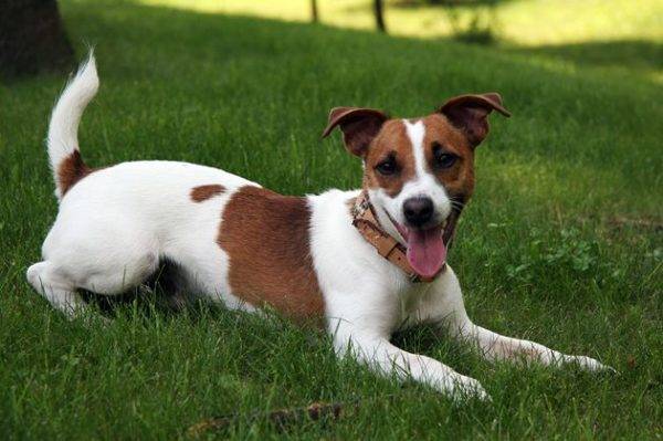 posto di squadra per Jack Russell