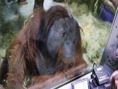 Orangutan Zahar