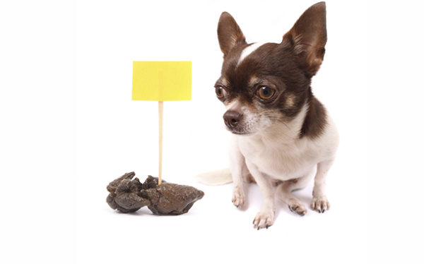 Come svezzare un cane da taggare