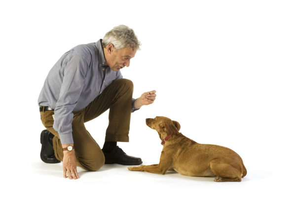 Come svezzare un cane per taggare leggere l'articolo