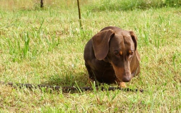 Come svezzare un cane per riprenderlo dal pavimento o dal suolo. Un metodo di distrazione.