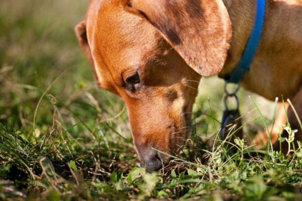 Come svezzare un cane prelevato dal pavimento o dal terreno